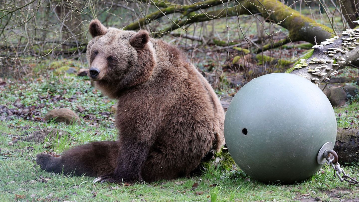 Besuch bei Braunbären: Bärenwald Müritz öffnet nach Winterpause für Besucher