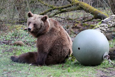Der Bärenwald Müritz hat nach seiner Winterpause wieder geöffnet. Foto: Bernd Wüstneck/dpa