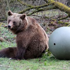 Der Bärenwald Müritz hat nach seiner Winterpause wieder geöffnet. Foto: Bernd Wüstneck/dpa