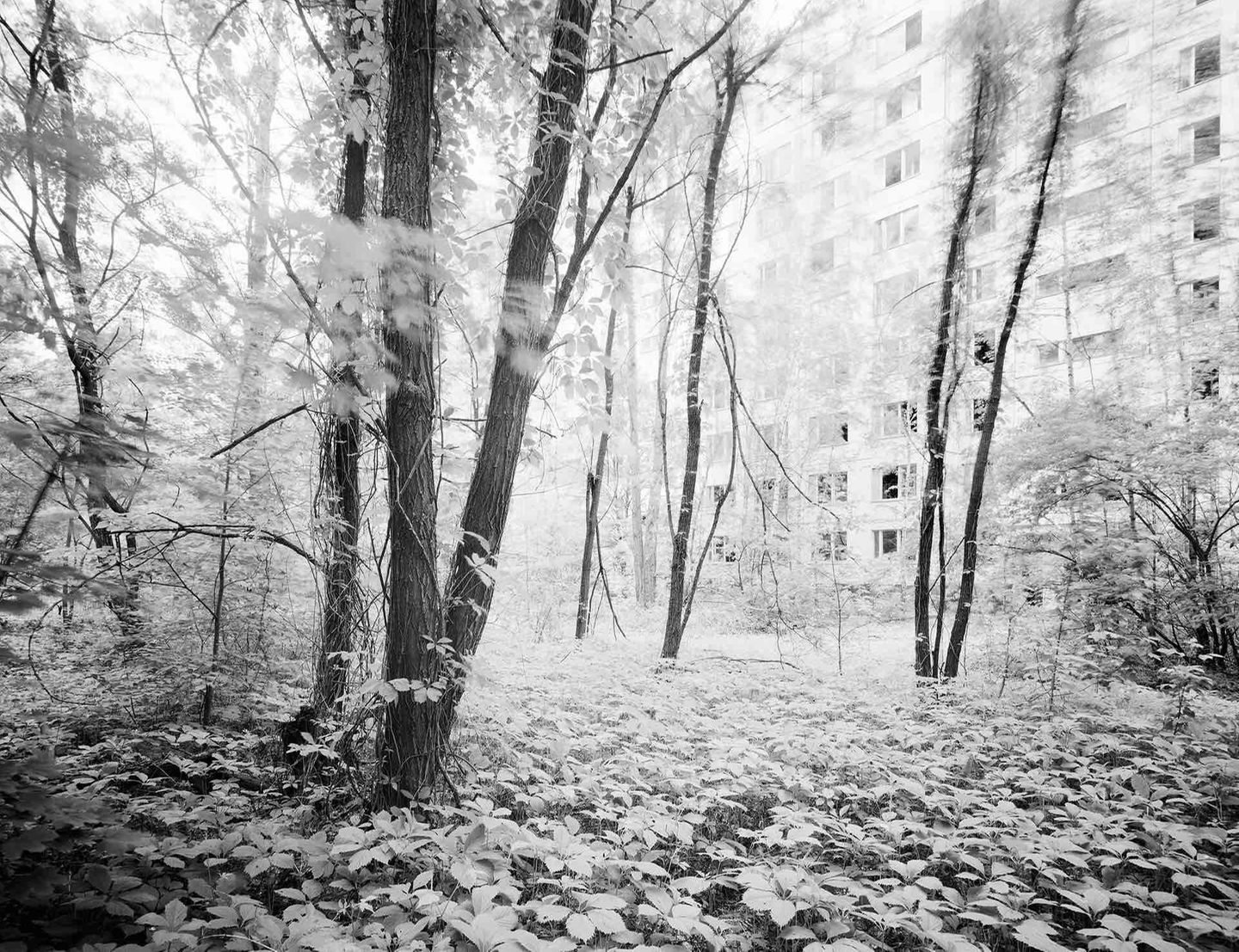 Wo die Luft so gefährlich ist wie hier, werden Menschengemachtes und Natur eins. Das Gebäude im Hintergrund ist in den wuchernden Wald integriert, als gehöre es dazu.