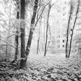 Wo die Luft so gefährlich ist wie hier, werden Menschengemachtes und Natur eins. Das Gebäude im Hintergrund ist in den wuchernden Wald integriert, als gehöre es dazu.