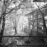 Das Gerippe eines Gebäudes ist inzwischen zum Bestandteil der Natur geworden. Hier greift kein Mensch mehr ein, alles ist Wildnis.