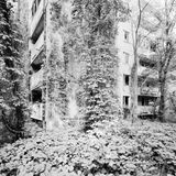 In der Sperrzone hat die Natur übernommen. Es hat etwas Melancholisches zu sehen, wie sie sich Wohnhäuser, Geschäfte und Spielplätze einverleibt.