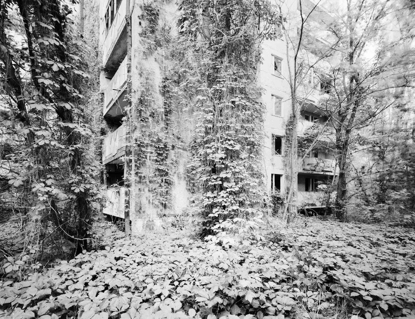 In der Sperrzone hat die Natur übernommen. Es hat etwas Melancholisches zu sehen, wie sie sich Wohnhäuser, Geschäfte und Spielplätze einverleibt.