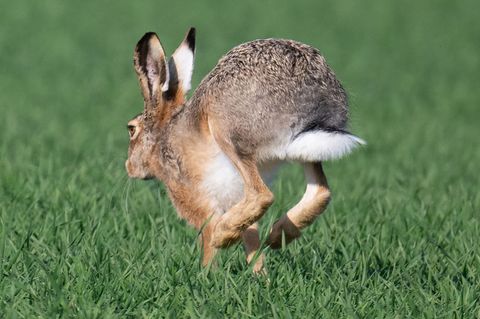 Der Umweltverband Nabu sorgt sich weiter um die Feldhasen-Population in Thüringen und mahnt, die Lebensräume aktiv zu verbessern