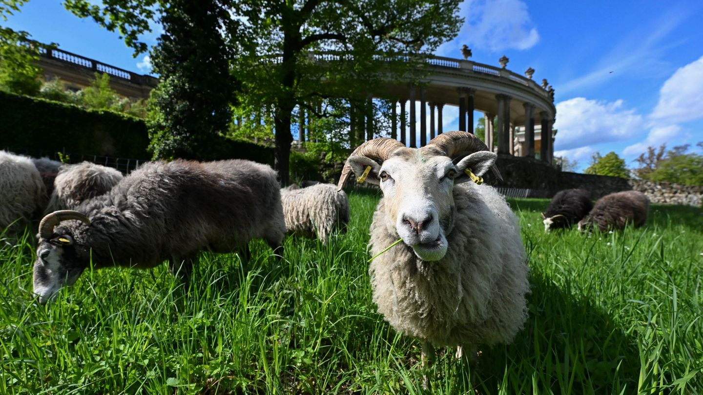 Rasenpflege: Schafe übernehmen wieder Rasenpflege in Sanssouci