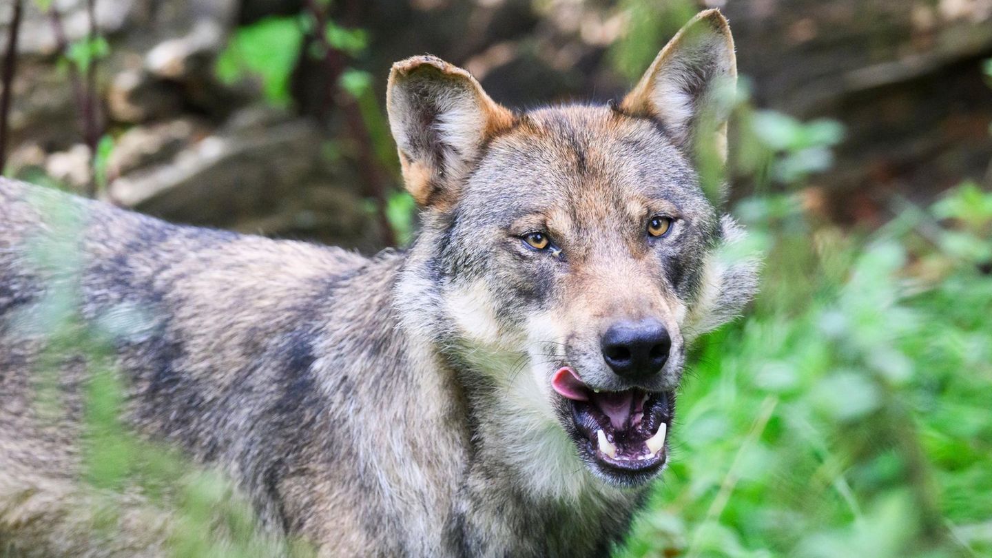Trifft ein Wolf einen Menschen, tritt er normalerweise die Flucht an – was in der Hamburger Innenstadt geschah, ist noch unklar (Symbolbild)