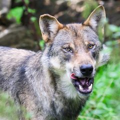 Trifft ein Wolf einen Menschen, tritt er normalerweise die Flucht an – was in der Hamburger Innenstadt geschah, ist noch unklar (Symbolbild)