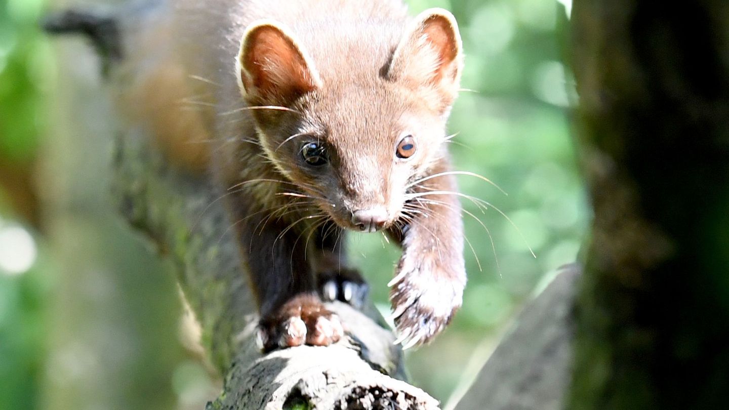 Reform des Jagdrechts: Neues hessisches Jagdrecht steht in heftiger Kritik
