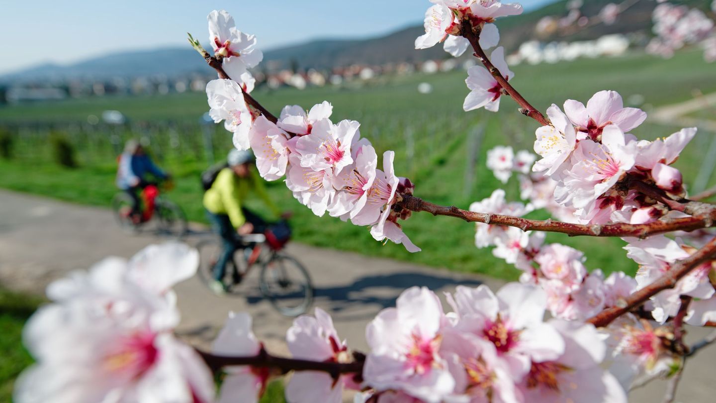 Der Frühling in Rheinland-Pfalz ist farbenfroh. (Symbolbild) Foto: Uwe Anspach/dpa