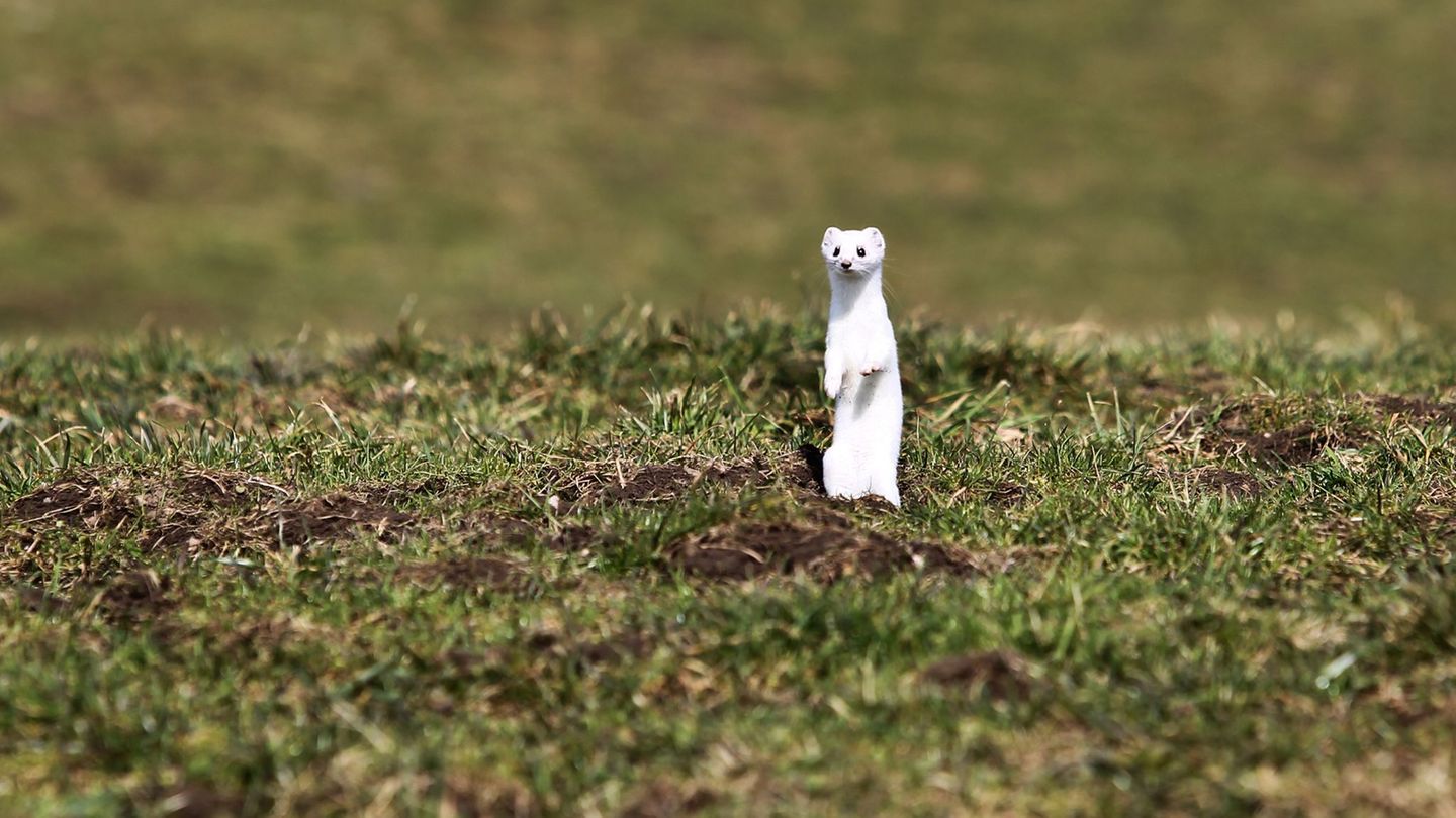 Naturschützer sehen "aktuell keinen vernünftigen Grund", Hermeline zu fangen und zu töten. (Archivbild) Foto: Karl-Josef Hildenb