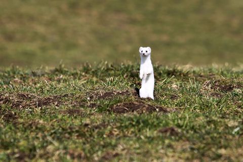 Naturschützer sehen "aktuell keinen vernünftigen Grund", Hermeline zu fangen und zu töten. (Archivbild) Foto: Karl-Josef Hildenb