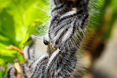 Deutschlandweit werden Maßnahmen gegen den Eichenprozessionsspinner ergriffen. (Archivbild) Foto: Soeren Stache/dpa