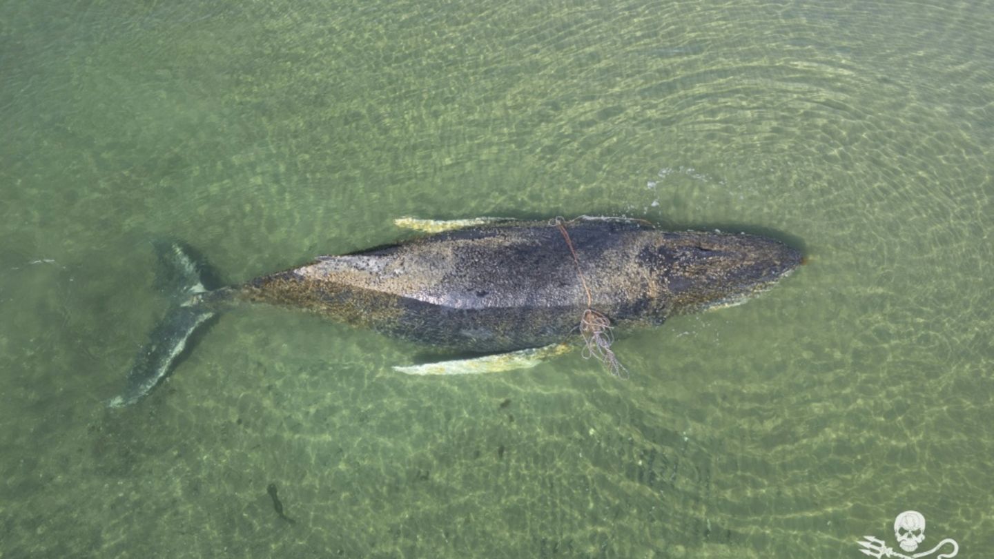 In Ostsee gestrandeter Buckelwal über Nacht verschwunden