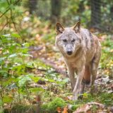 Wolf (Symbolbild)
