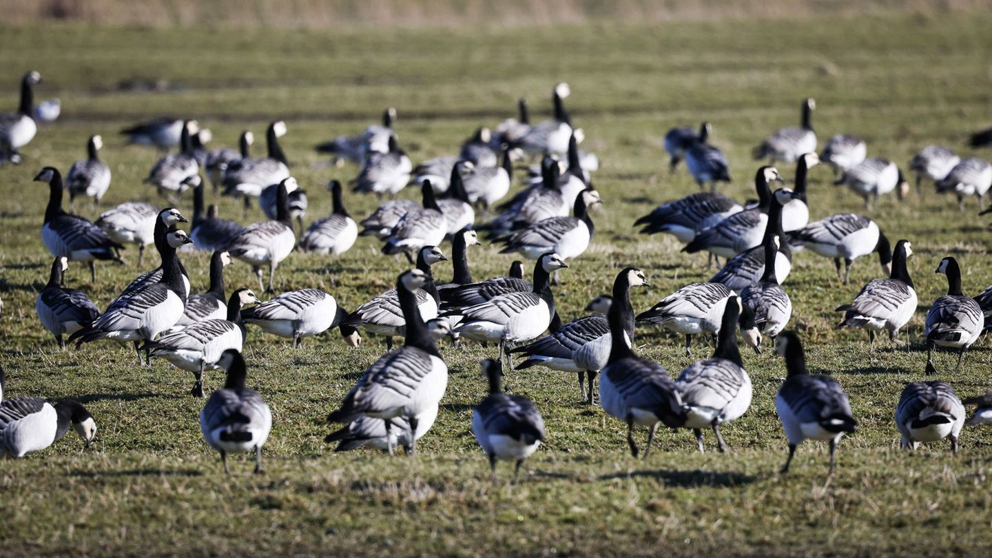 Nonnengänse können von Oktober bis Ende Februar zur Vergrämung auf Ackerflächen gejagt werden. (Symbolbild) Foto: Christian Char