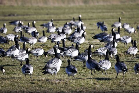Nonnengänse können von Oktober bis Ende Februar zur Vergrämung auf Ackerflächen gejagt werden. (Symbolbild) Foto: Christian Char