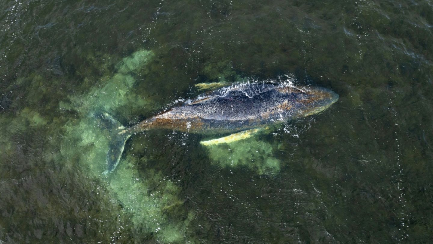 Buckelwal in Ostsee wieder aufgetaucht