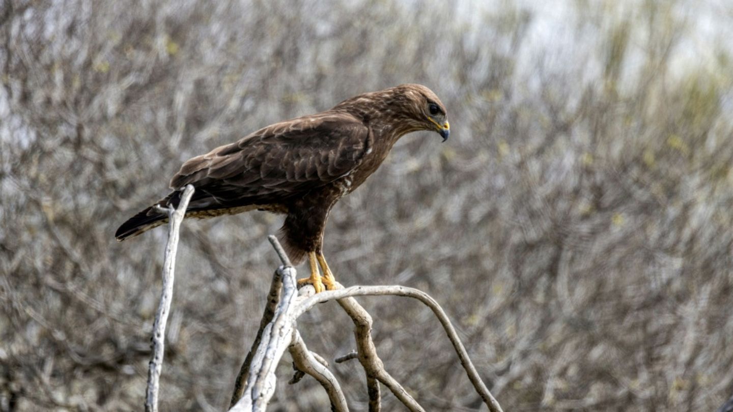 Bussard (Symbolfoto)