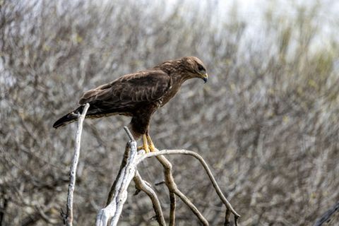 Bussard (Symbolfoto)