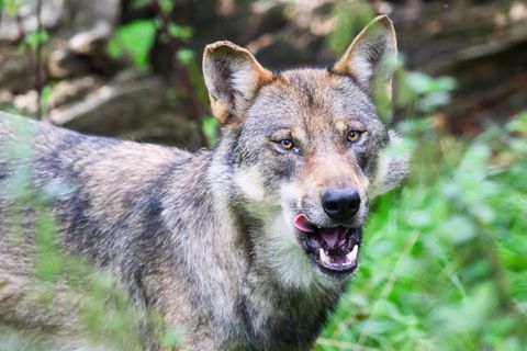 Frau in Hand gebissen: „Ungewöhnliches Verhalten“: Polizei fängt Wolf am Hamburger Jungfernstieg ein
