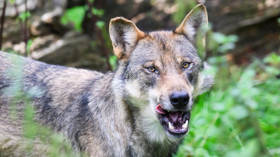 Frau in Hand gebissen: „Ungewöhnliches Verhalten“: Polizei fängt Wolf am Hamburger Jungfernstieg ein