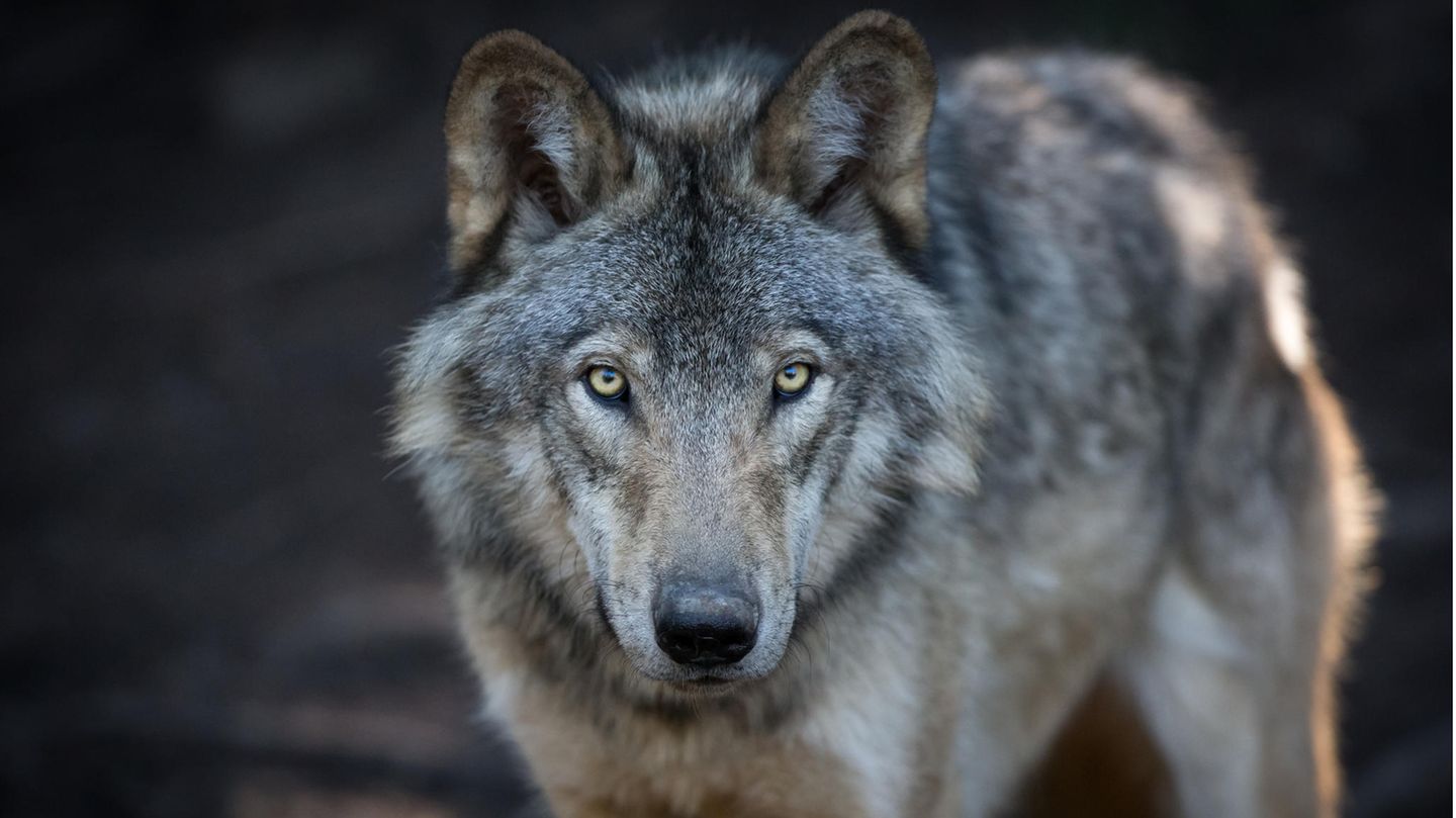 Wolf steht im Wald