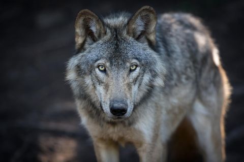 Wolf steht im Wald
