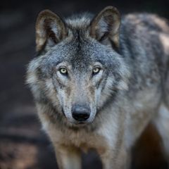 Wolf steht im Wald