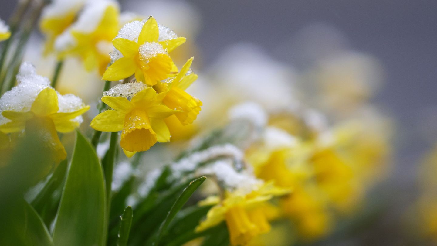 Es fällt weiter Neuschnee in Baden-Württemberg. Foto: Thomas Warnack/dpa