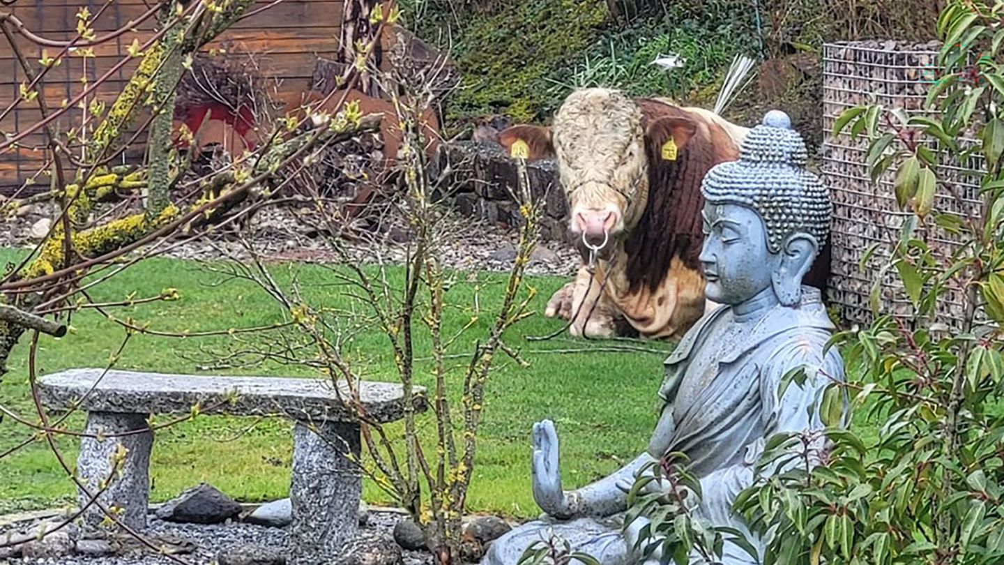 Tier entwischt: Jungbulle entwischt und lässt sich in Garten nieder