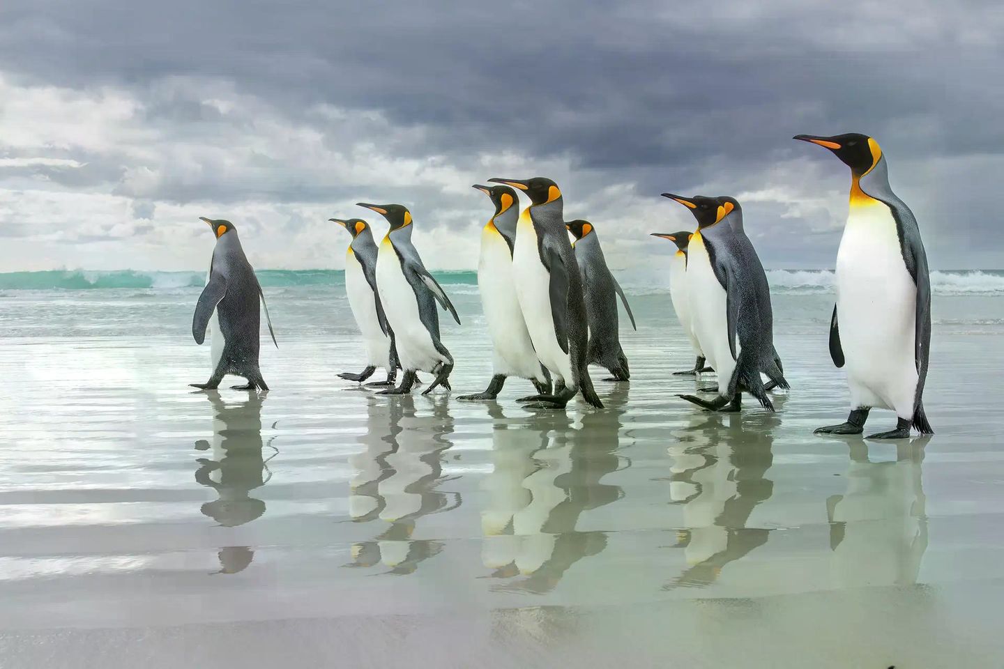 Königspinguine fürchten kein schlechtes Wetter. Ein dichtes Gefieder aus feinen Federn und isolierenden Luftpolstern hält sie im rauen Klima der Falklandinseln warm. Die drohenden Sturmwolken am Horizont lassen sie deshalb kalt. Wird es ihnen an Land zu ungemütlich, tauchen sie einfach ab. Die aufrechten Spaziergänger bescherten James Welch den ersten Preis in der Kategorie „Vögel“