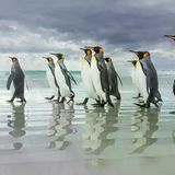 Königspinguine fürchten kein schlechtes Wetter. Ein dichtes Gefieder aus feinen Federn und isolierenden Luftpolstern hält sie im rauen Klima der Falklandinseln warm. Die drohenden Sturmwolken am Horizont lassen sie deshalb kalt. Wird es ihnen an Land zu ungemütlich, tauchen sie einfach ab. Die aufrechten Spaziergänger bescherten James Welch den ersten Preis in der Kategorie „Vögel“