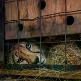 Der Blick der bernsteinfarbenen Augen fällt auf Gitterstäbe, doch die Freiheit ist zum Greifen nah. Eine Hilfsorganisation befreite diese Gepardin aus einer Drahtfalle, flickte die gerissenen Bänder in ihrem Bein und pflegte sie gesund. Wiktoria Wests intimes Porträt zeigt den Moment, als das Weibchen nach der abschließenden Untersuchung aus der Narkose erwacht. Der Käfig der eleganten Jägerin befindet sich bereits auf dem Transporter, der sie zurück in die südafrikanische Wildnis bringen wird