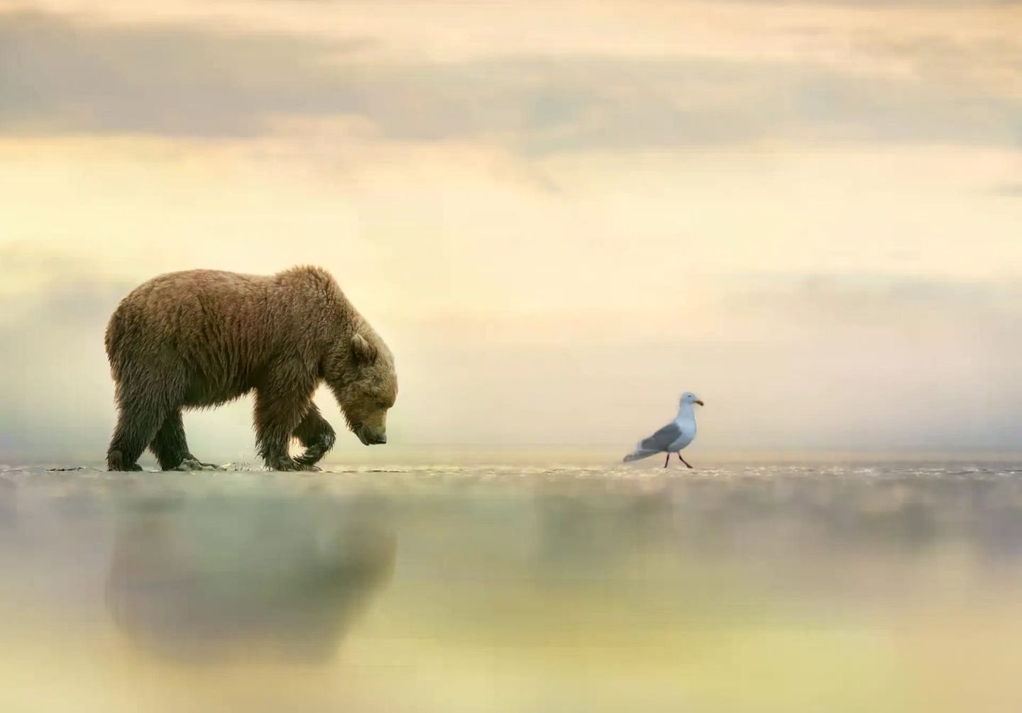 Autorität ist keine Frage der Körpergröße, sondern der inneren Haltung: Wer selbstbewusst genug vorangeht, dem folgt man auch zu unbekannten Ufern. Dieser junge Braunbär trottet bei Ebbe einer Möwe hinterher, quer durch die trockengefallene Gezeitenzone. Manchmal liege die größte Stärke darin, „sich still einer sanften Führung hinzugeben“, sagt Fotografin Janet Gustin