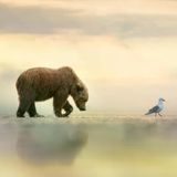Autorität ist keine Frage der Körpergröße, sondern der inneren Haltung: Wer selbstbewusst genug vorangeht, dem folgt man auch zu unbekannten Ufern. Dieser junge Braunbär trottet bei Ebbe einer Möwe hinterher, quer durch die trockengefallene Gezeitenzone. Manchmal liege die größte Stärke darin, „sich still einer sanften Führung hinzugeben“, sagt Fotografin Janet Gustin