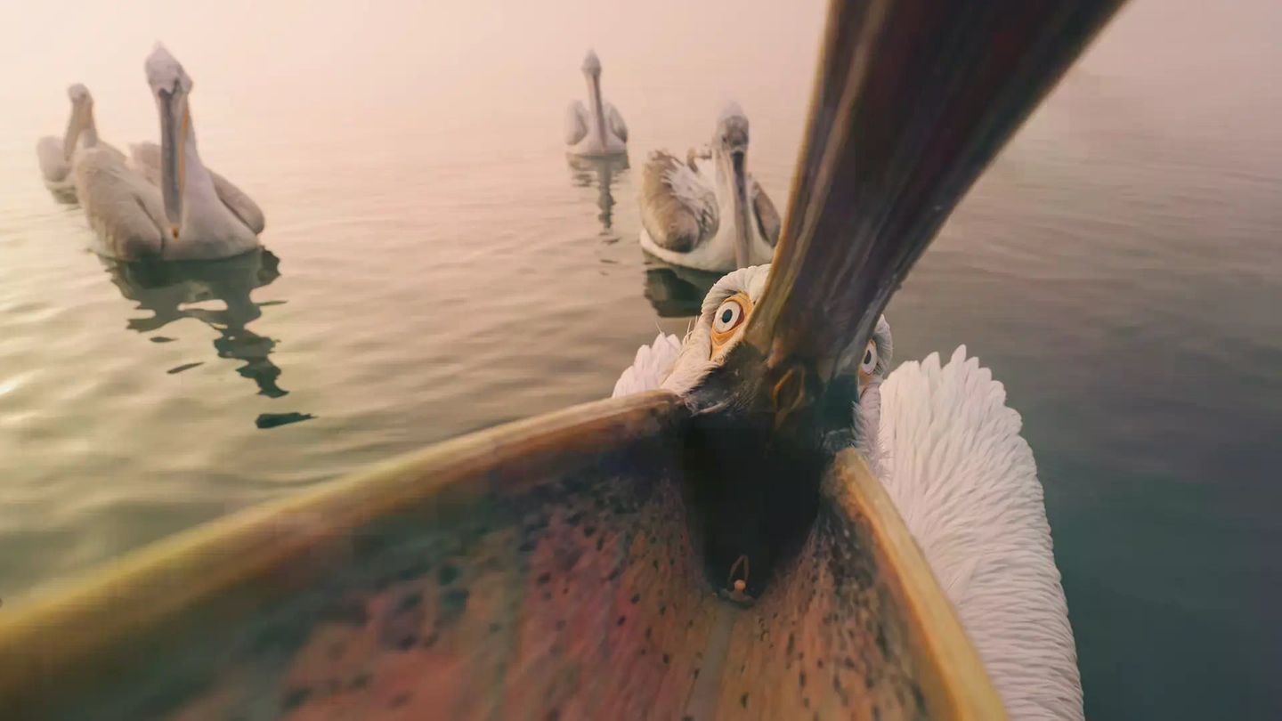 Ob die Kamera in den Kehlsack passt? Normalerweise fischt dieser Krauskopfpelikan mit seinem imposanten Schnabel Fische aus dem griechischen Kerini-See. Hier rückt er im Morgennebel dem Fotografen Panagiotis Xaxiris auf die Pelle. Leider verdeckt seine große Klappe den namensgebenden Schopf zauseliger Federn auf dem Kopf