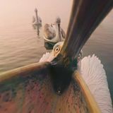 Ob die Kamera in den Kehlsack passt? Normalerweise fischt dieser Krauskopfpelikan mit seinem imposanten Schnabel Fische aus dem griechischen Kerini-See. Hier rückt er im Morgennebel dem Fotografen Panagiotis Xaxiris auf die Pelle. Leider verdeckt seine große Klappe den namensgebenden Schopf zauseliger Federn auf dem Kopf