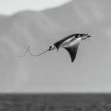 Teufelsrochen vollführen bis zu zwei Meter hohe Luftsprünge. Eine Überfliegerin ist auch Angela J. Sanchez, der diese schwerelos anmutende Aufnahme gelang. Die Jury des Nature Photography Contest kürte sie zur Fotografin des Jahres. „Ihr Werk zeugt von einer einzigartigen Verbindung aus künstlerischer Feinfühligkeit, handwerklichem Können und tiefem Respekt vor der Tierwelt und der Umwelt“, heißt es in der Begründung