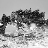 Widerstand stärkt den Charakter. Diese uralte Pyrenäenkiefer in der spanischen Sierra de Baza hat unzählige Stürme und bitterkalte Winter überstanden. Nun setzt Miguel José Ávalos González ihr inmitten tanzender Schneeflocken ein fotografisches Denkmal. Sie sei, so schwärmt er, „ein wahrhaft wilder Titan, aerodynamisch, gleichzeitig krumm und ungelenk, und doch enorm ermächtigend.“ Das Porträt der knorrigen Greisin brachte ihm den Sieg in der Kategorie „Pflanzenwelt“