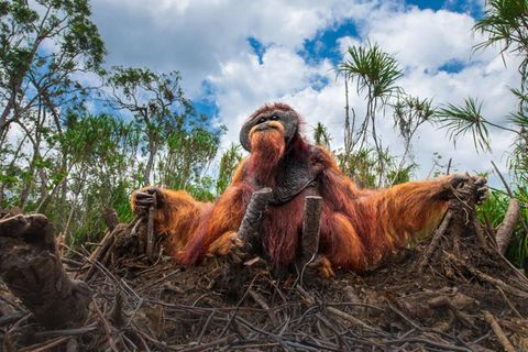 Man könnte meinen, der Orang-Utan sei in Sitzstreik getreten: ein würdevoller Widerständler in den Ruinen seiner gerodeten Heimat. Der Lebensraum der Menschenaffen auf Sumatra und Borneo schrumpft zusehends und mit ihm die Zahl der Orang-Utans. Die Jury des Nature Photography Contest kürte Thomas Vijayans stille Anklage zum Siegerbild des Wettbewerbs: „Es spiegelt die Folgen menschlichen Handelns wider und erinnert uns zugleich an unsere gemeinsame Verantwortung gegenüber den Lebewesen, die unseren Planeten bewohnen.“