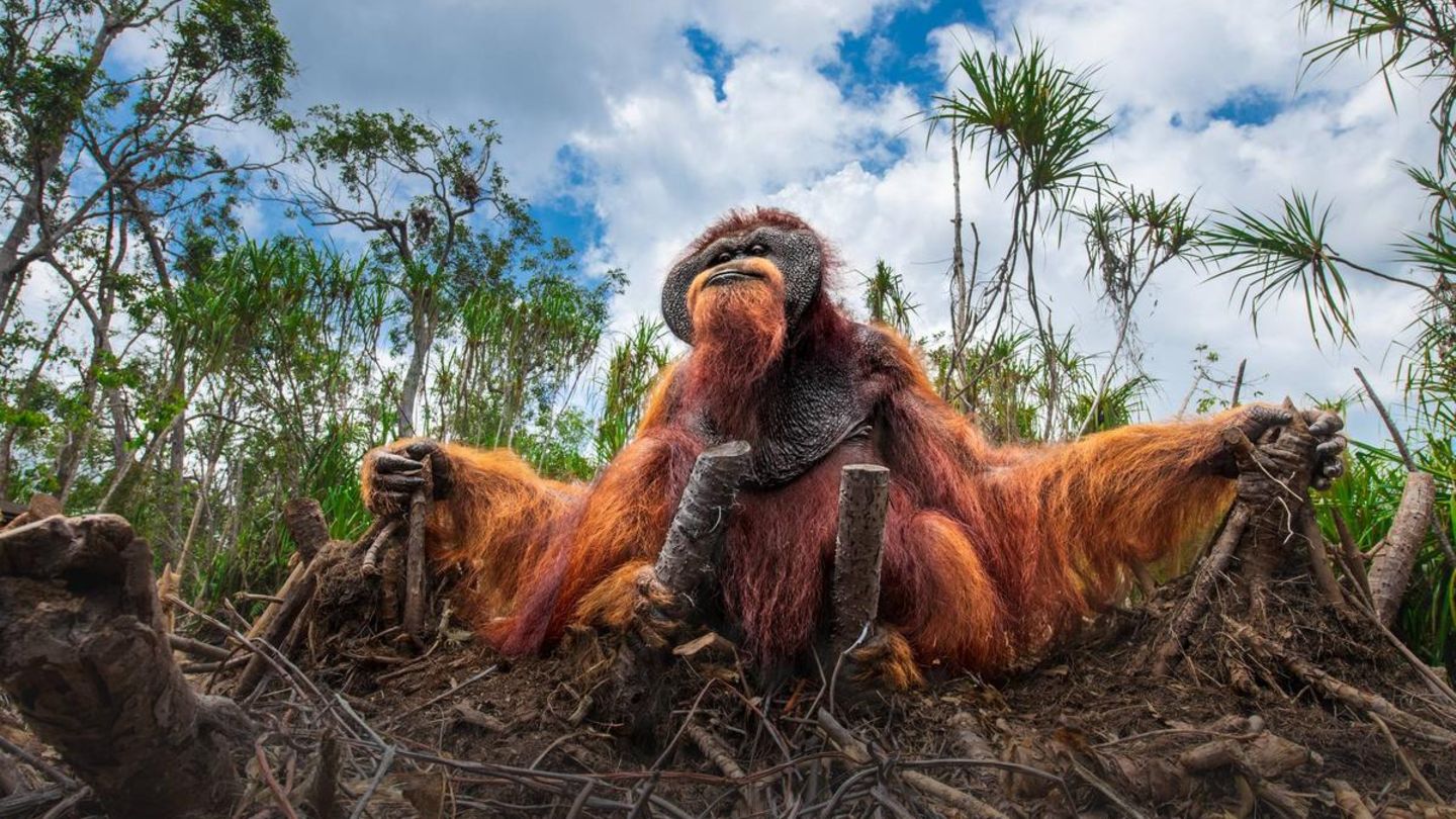 Nature Photography Contest: Berührende Erzählungen aus der Wildnis ...