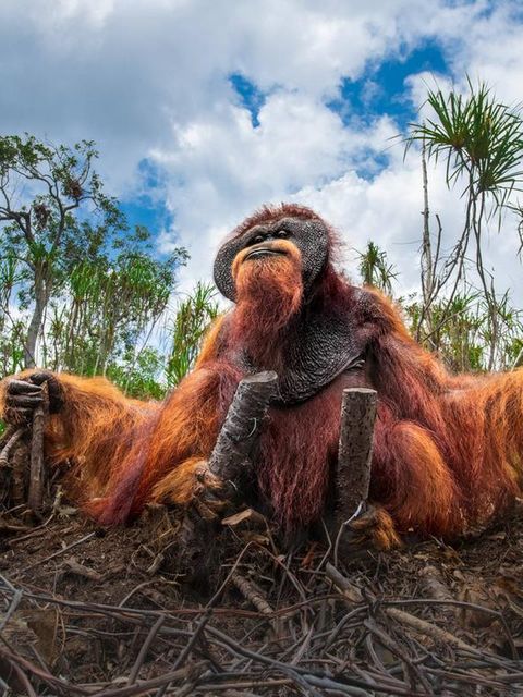Man könnte meinen, der Orang-Utan sei in Sitzstreik getreten: ein würdevoller Widerständler in den Ruinen seiner gerodeten Heimat. Der Lebensraum der Menschenaffen auf Sumatra und Borneo schrumpft zusehends und mit ihm die Zahl der Orang-Utans. Die Jury des Nature Photography Contest kürte Thomas Vijayans stille Anklage zum Siegerbild des Wettbewerbs: „Es spiegelt die Folgen menschlichen Handelns wider und erinnert uns zugleich an unsere gemeinsame Verantwortung gegenüber den Lebewesen, die unseren Planeten bewohnen.“