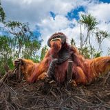 Man könnte meinen, der Orang-Utan sei in Sitzstreik getreten: ein würdevoller Widerständler in den Ruinen seiner gerodeten Heimat. Der Lebensraum der Menschenaffen auf Sumatra und Borneo schrumpft zusehends und mit ihm die Zahl der Orang-Utans. Die Jury des Nature Photography Contest kürte Thomas Vijayans stille Anklage zum Siegerbild des Wettbewerbs: „Es spiegelt die Folgen menschlichen Handelns wider und erinnert uns zugleich an unsere gemeinsame Verantwortung gegenüber den Lebewesen, die unseren Planeten bewohnen.“