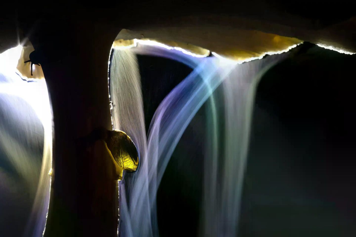 Des Nachts entfaltet sich vor Indranil Basu Mallicks Linse der Kreislauf des Lebens. Der Fruchtkörper des Termitenpilzes beginnt sich bereits zu zersetzen, doch den Schnecken bietet er noch ein nahrhaftes Mahl. Aus seinem Schirm strömen derweil die Sporen einer neuen Pilzgeneration. Der Lampenschein und eine lange Belichtung verwandeln sie in zarte, zauberhafte Schleier.   