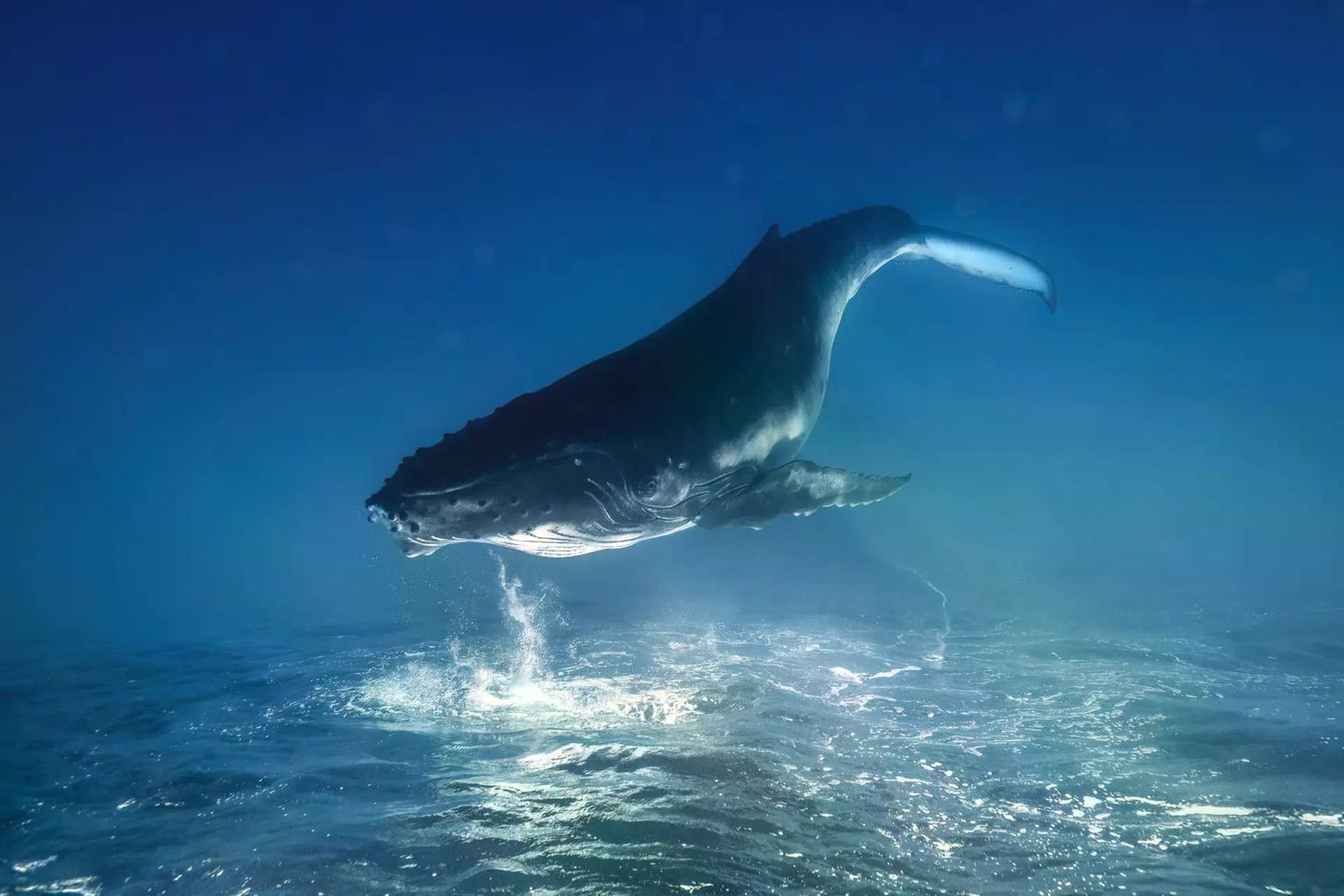 Das Wasser lässt alle Wesen schweben. Und wenn sich Auftrieb und Gewichtskraft die Waage halten, wen interessiert dann, wo oben und unten ist? Nicht dieses Buckelwalkalb, das von der Meeresoberfläche rücklings ins tiefe Blau des Südpazifiks sinkt. Remuna Beca drehte das Bild um 180 Grad, um ihm eine traumartige Anmutung zu verleihen. Sie hofft als Gewinnerin der Kategorie „Unterwasser“, dass ihre Aufnahme „die Faszination für die Wunder unseres unglaublichen Ozeans weckt und den Traum, ihn zu erleben und zu schützen“