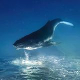 Das Wasser lässt alle Wesen schweben. Und wenn sich Auftrieb und Gewichtskraft die Waage halten, wen interessiert dann, wo oben und unten ist? Nicht dieses Buckelwalkalb, das von der Meeresoberfläche rücklings ins tiefe Blau des Südpazifiks sinkt. Remuna Beca drehte das Bild um 180 Grad, um ihm eine traumartige Anmutung zu verleihen. Sie hofft als Gewinnerin der Kategorie „Unterwasser“, dass ihre Aufnahme „die Faszination für die Wunder unseres unglaublichen Ozeans weckt und den Traum, ihn zu erleben und zu schützen“