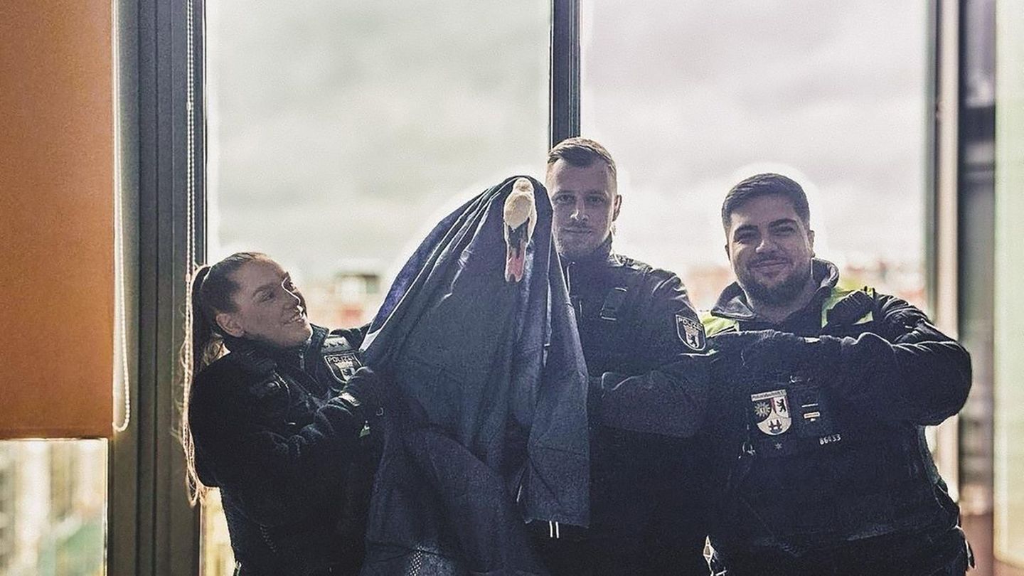 Polizisten haben in Berlin-Kreuzberg einen Schwan gerettet, der sich auf einen Balkon einer Wohnung in der 5. Etage verirrt hatt