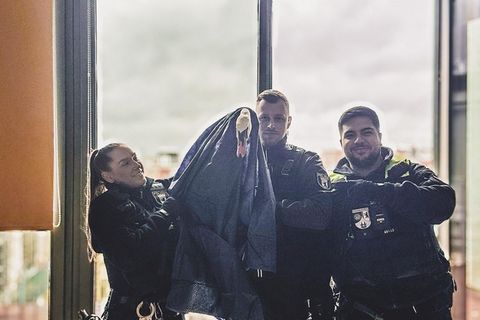 Polizisten haben in Berlin-Kreuzberg einen Schwan gerettet, der sich auf einen Balkon einer Wohnung in der 5. Etage verirrt hatt