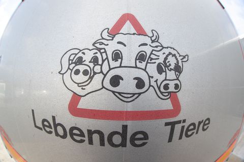 Im Prozess nach Tierschutzverstößen im früheren Schlachthof Bad gegen zwei Tierärzte wird das Verfahren voraussichtlich gegen Ge